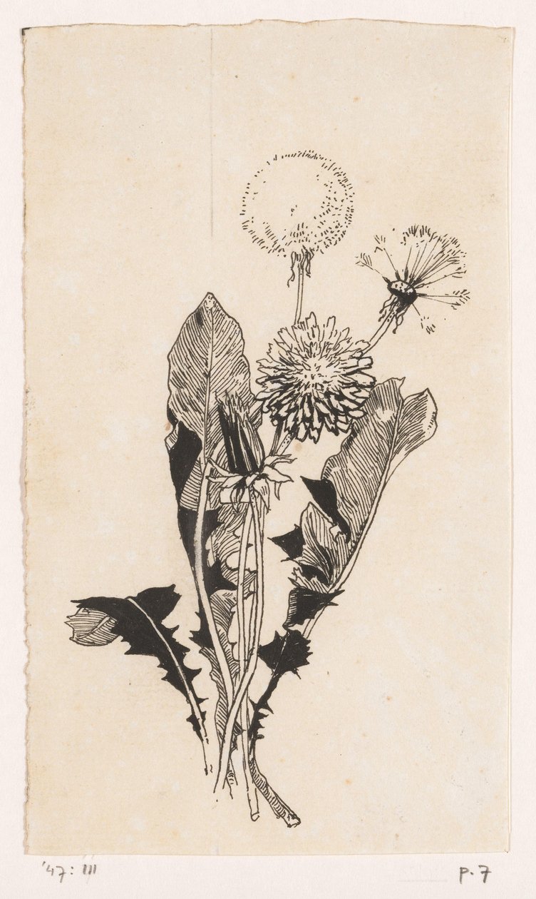 Pitypang alkotó: Willem Wenckebach
