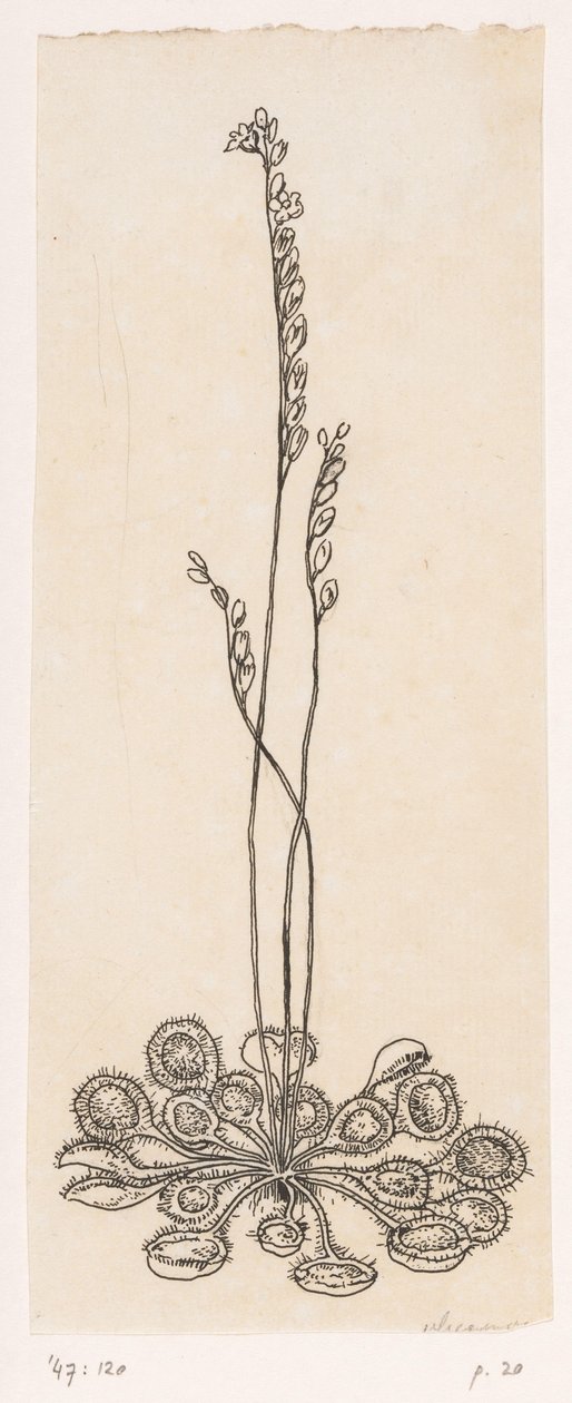 légykapó alkotó: Willem Wenckebach
