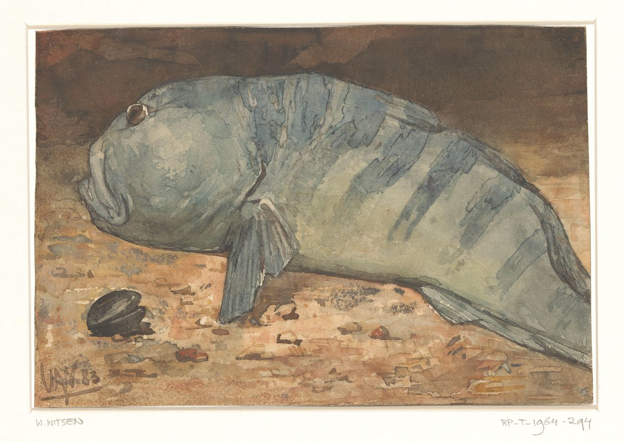 Oldalnézetből egy hal alkotó: Willem Arnoldus Witsen