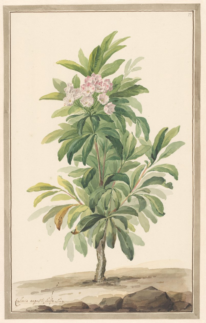 Smalbladige lepelboom tájban (Kalmia Angustifolia) alkotó: Willem van Leen (attributed to)