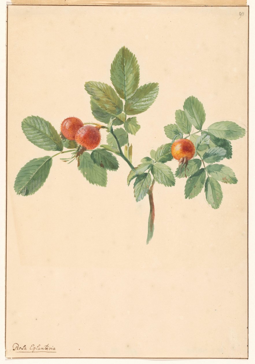 Ág csipkebogyóval alkotó: Willem van Leen (attributed to)