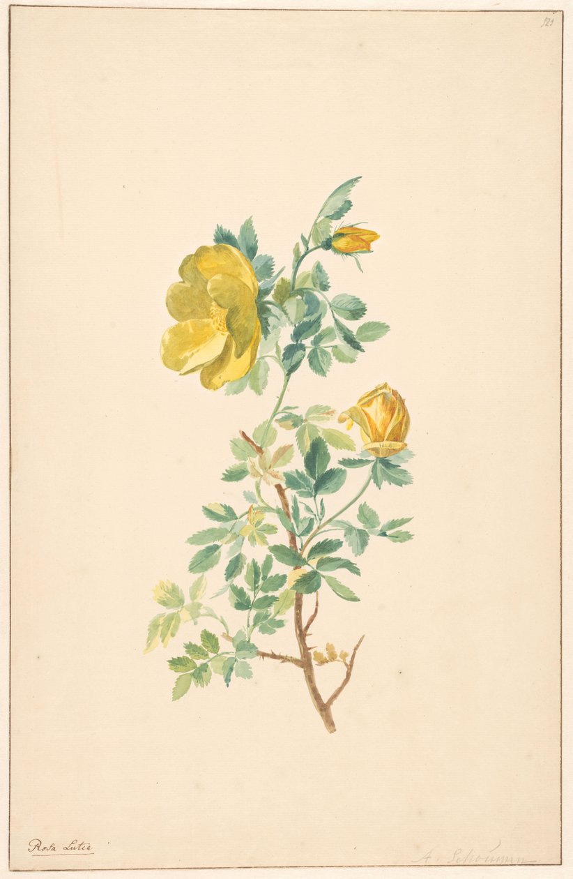 Sárga rózsa ága (Rosa Lutea) alkotó: Willem van Leen (attributed to)