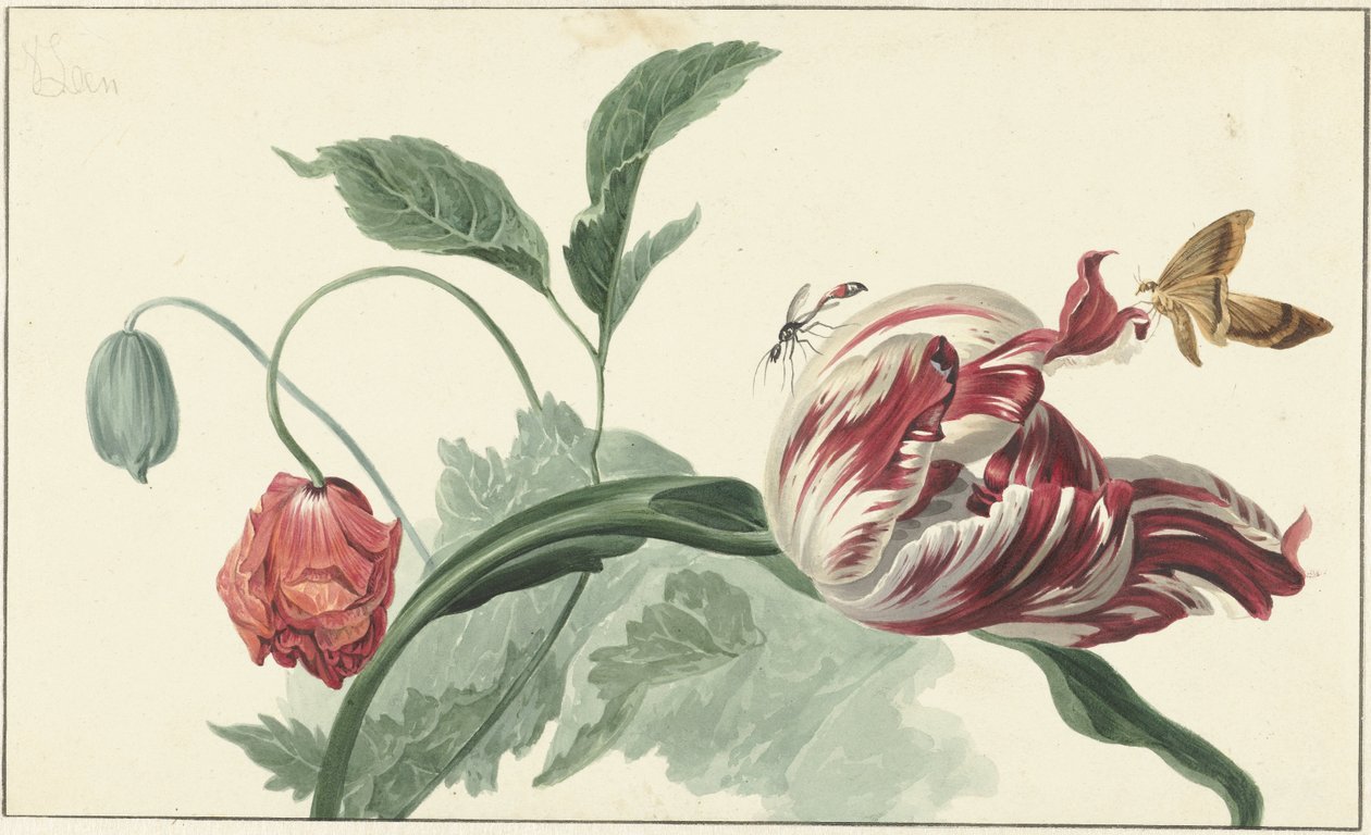 Tulipán és mák alkotó: Willem van Leen (attributed to)