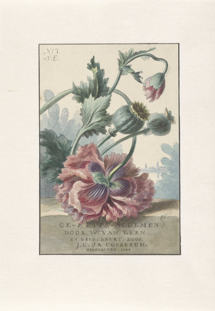 Pipacsok Címnyomat: W. van Leen és J.C. & IGEN. Coebergh, Maratott virágok, 1804 alkotó: Willem van Leen