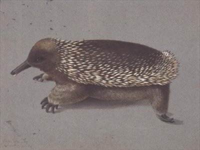 Tüskés Echidna, 19. század alkotó: William Buelow Gould