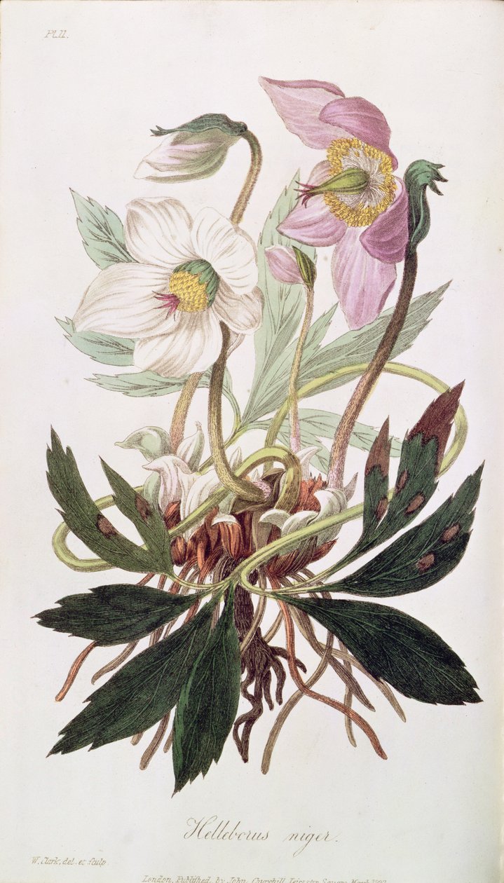 Karácsonyi rózsa: a "Medical Botany"-ból, John Churchill kiadása, 1827. március alkotó: William Clark