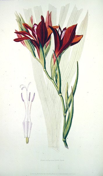 Gladiolus: (piros) a Flora Conspicua-ból, kiadó: Smith,Elder & Co, 1825. okt. alkotó: William Clark