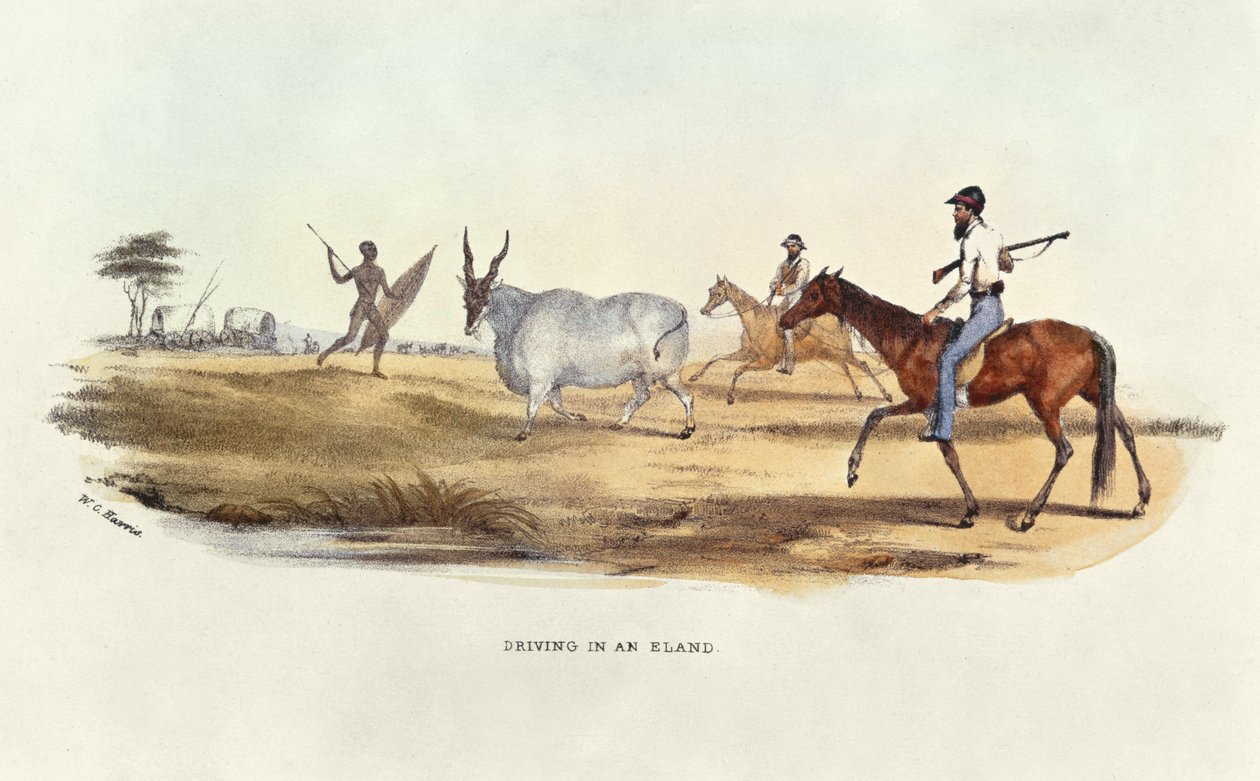 Vezetés egy Eland-ben, illusztráció a Wild Sports of South Africa-ból, W.C. Harris, 1841 alkotó: William Cornwallis Harris