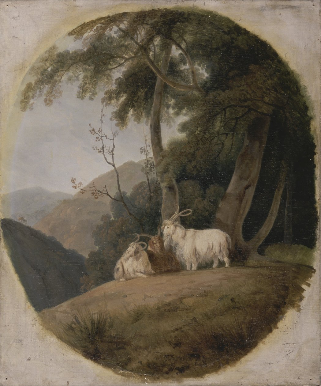 Kasmíri kecskék, 1780-1820 körül alkotó: William Daniell