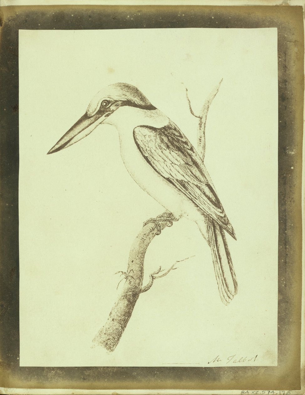 (Egy Swainson litográfiai nyomat másolata egy galléros kagylótúróról) alkotó: William Henry Fox Talbot