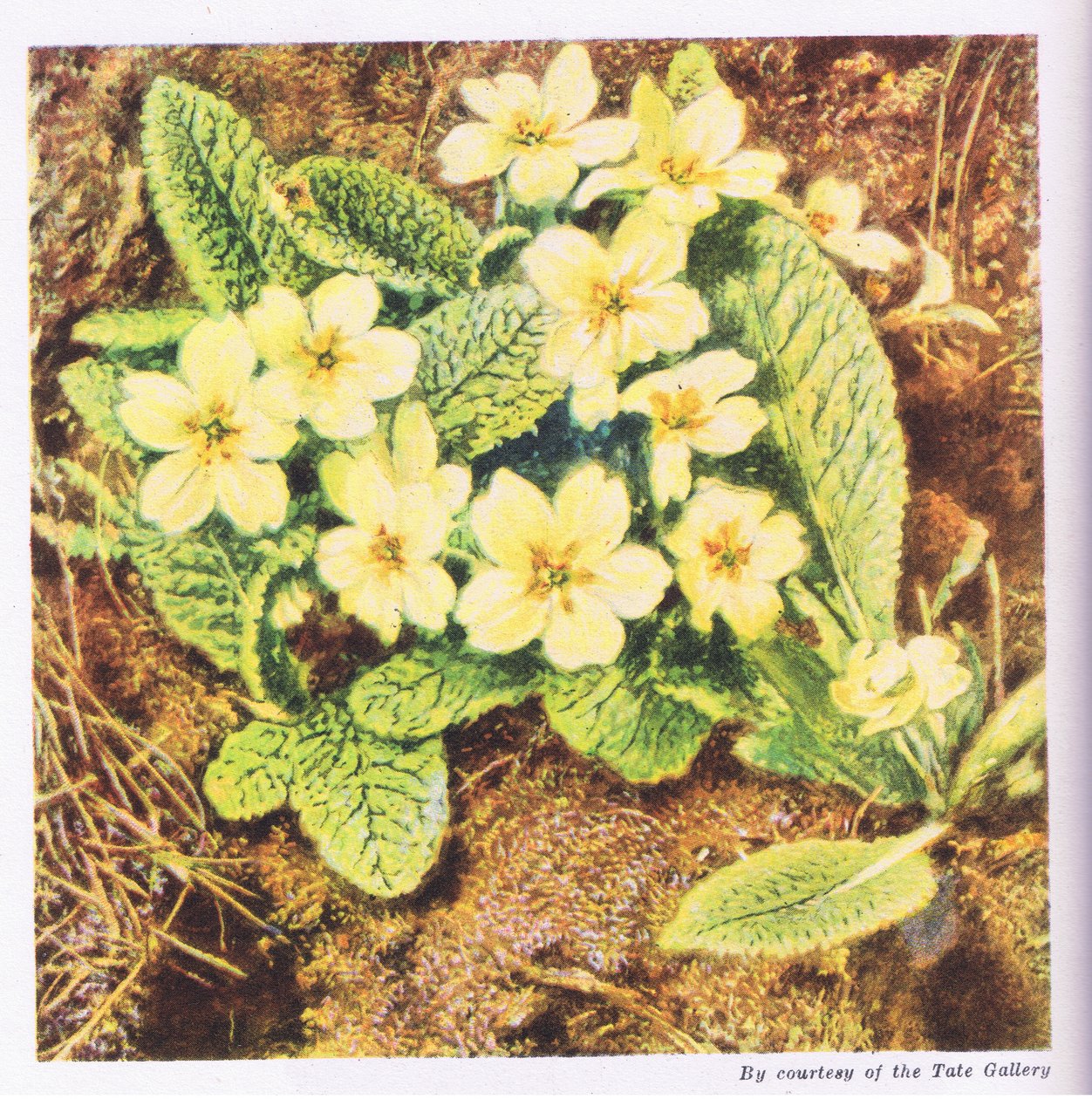 Primroses, Nature in Britain, Collins, 1946 alkotó: William Henry Hunt