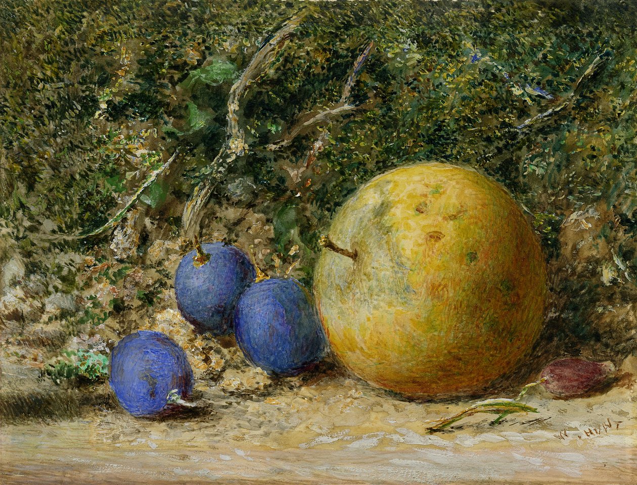 Három szőlő és egy alma (wc papíron) alkotó: William Henry Hunt