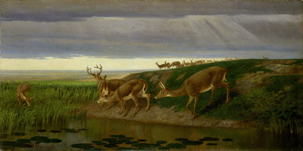 Szarvas a prérin alkotó: William Holbrook Beard