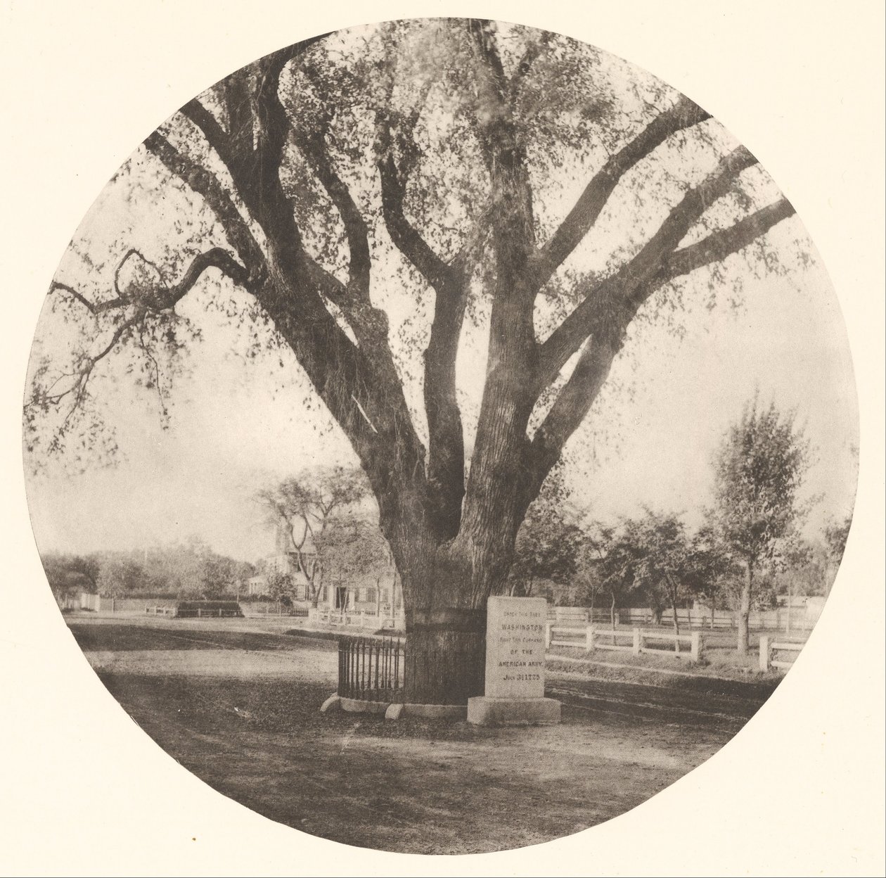A Washingtoni Elm alkotó: William J. Stillman