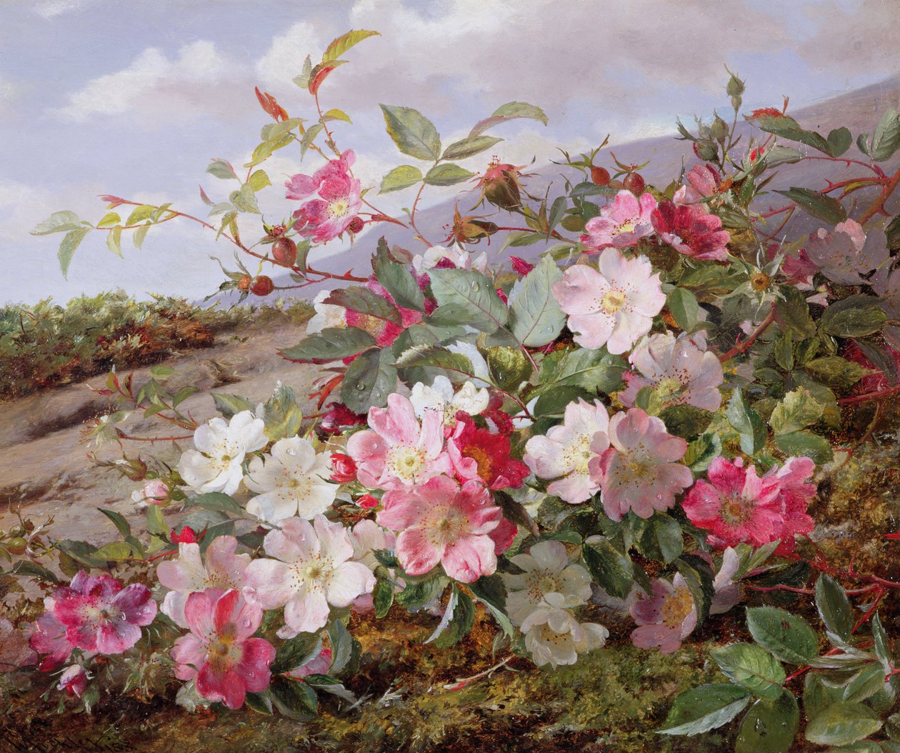 Eglantine, 1883 alkotó: William Jabez Muckley