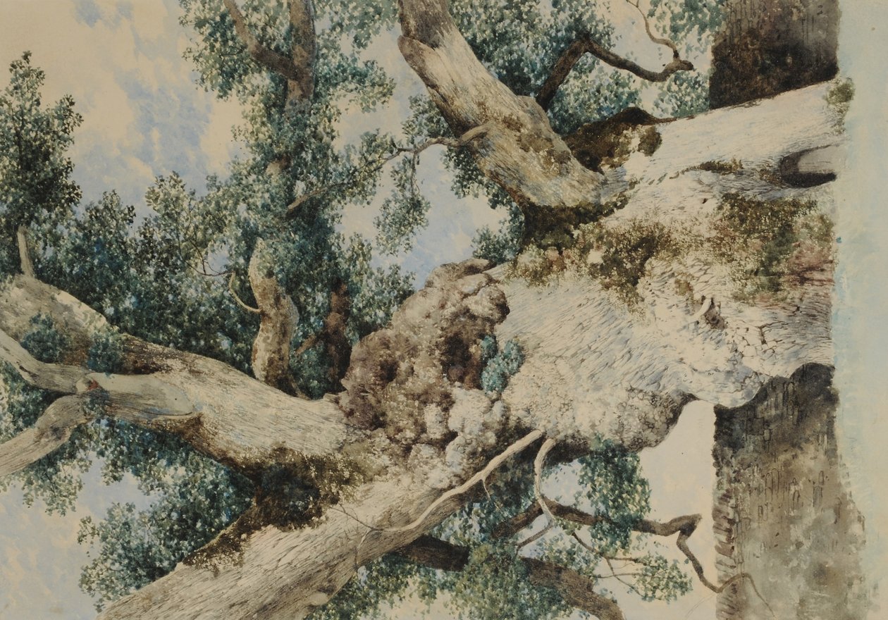 Study for Tree in The Rookery, 1854 körül (wc papíron) alkotó: William James Blacklock
