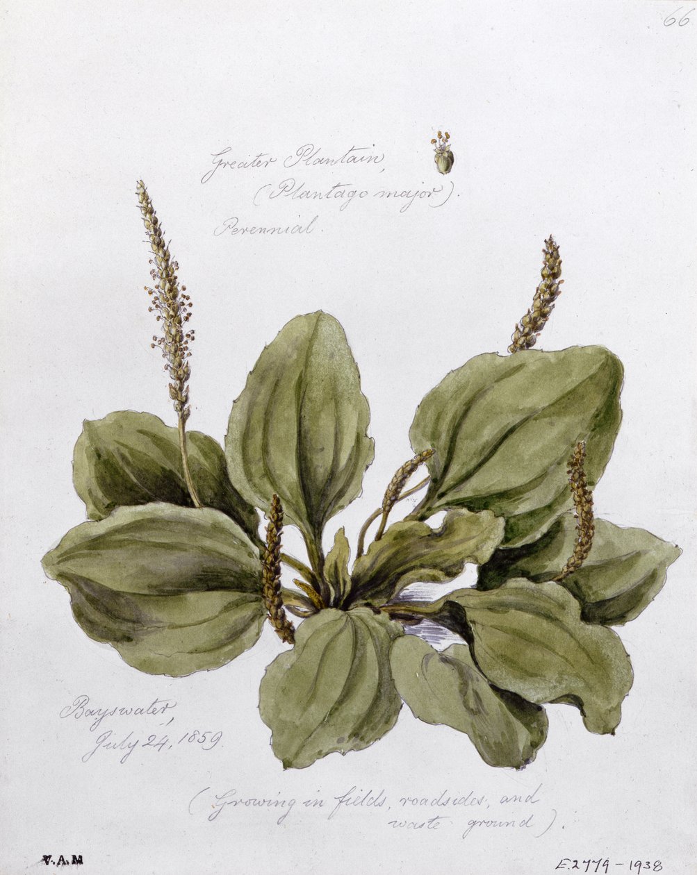 Greater Plantain, festve Bayswaterben, 1859. július 24-én alkotó: William James Linton