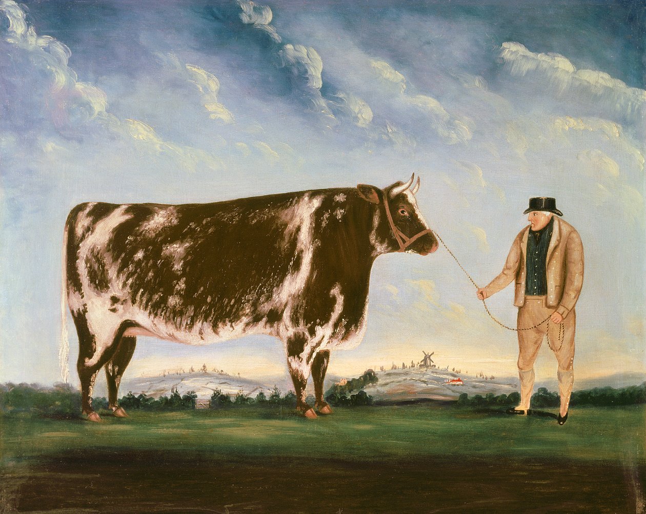 Tanulmány egy rövidszarvúról alkotó: William Joseph Shayer