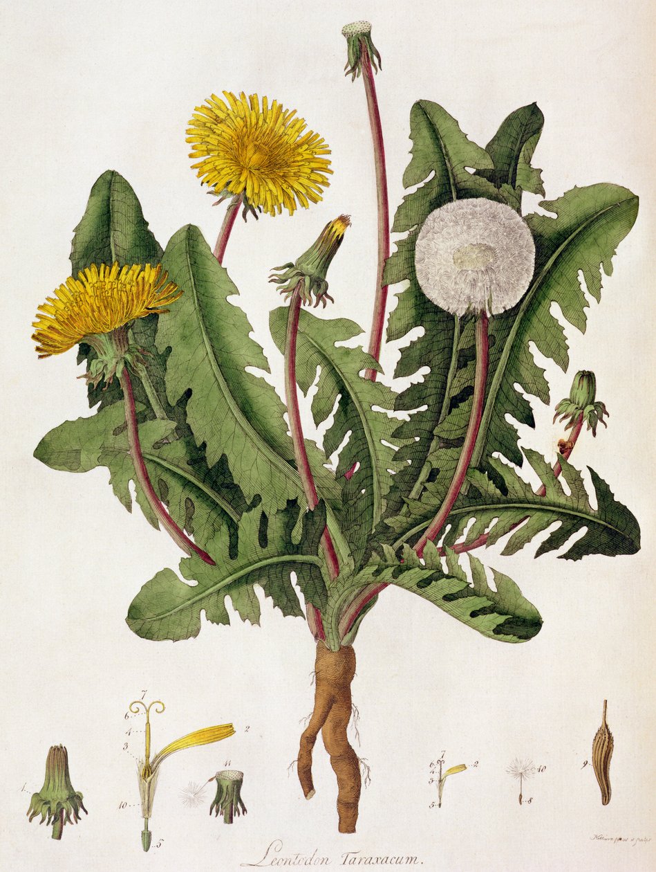 Gyermekláncfű (színes gravírozás) alkotó: William Kilburn
