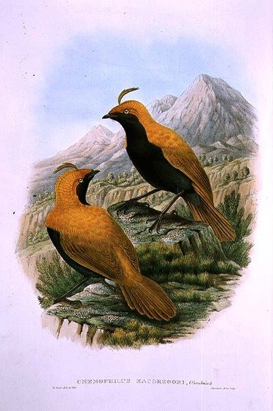 Cnemophilus Macgregorii, sarlós tarajos paradicsommadár alkotó: M. Hart
