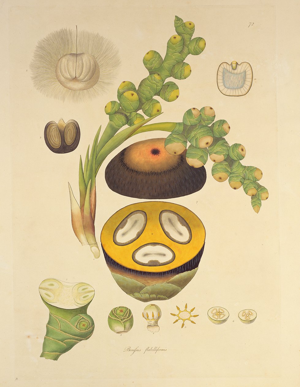 Borassus flabelliformis (Palmaira fa) illusztrációja a "Plants of the Coromandel Coast" című filmből, 1795 alkotó: William Roxburgh
