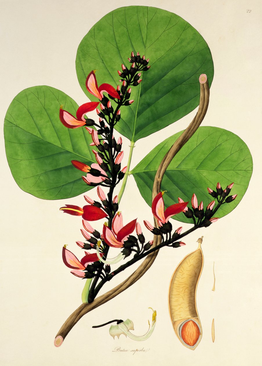 Butea Superba, illusztráció a "Plants of the Coromandel Coast" című könyvből, 1795 alkotó: William Roxburgh