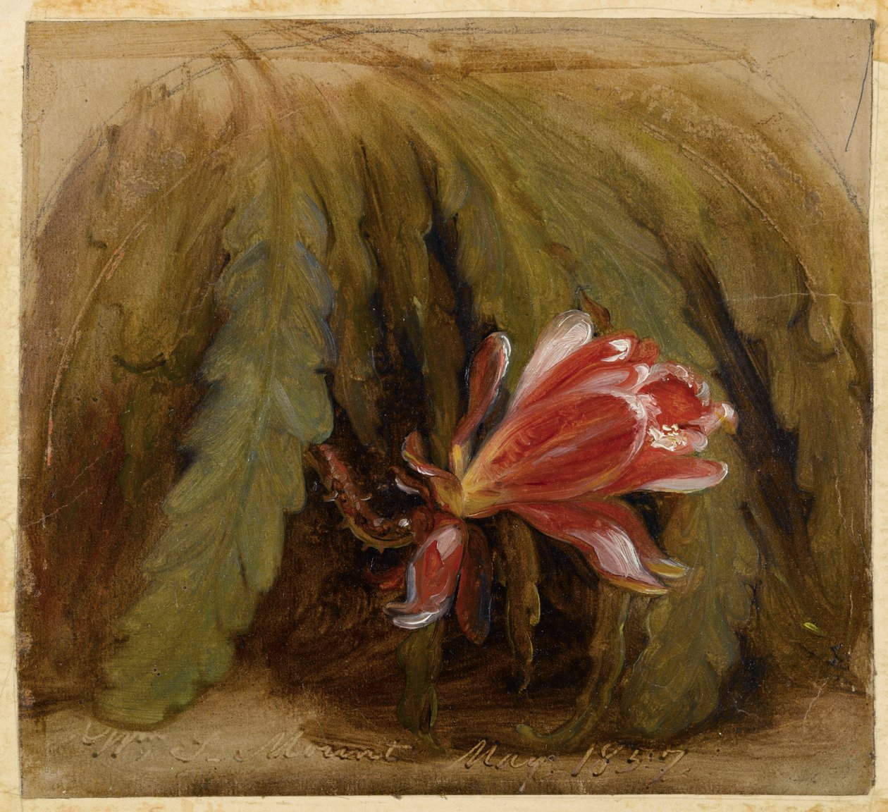 Virágzó kaktusz, 1857 alkotó: William Sidney Mount