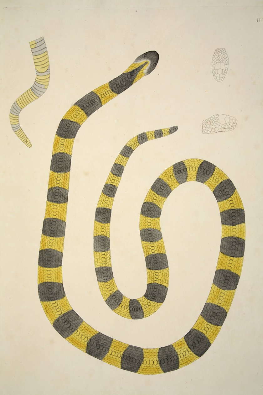Bungarum Pamah, a Coromandel parton gyűjtött indiai kígyókról szóló beszámolóból, pub. 1796 (kézzel színezett metszet) alkotó: William Skelton