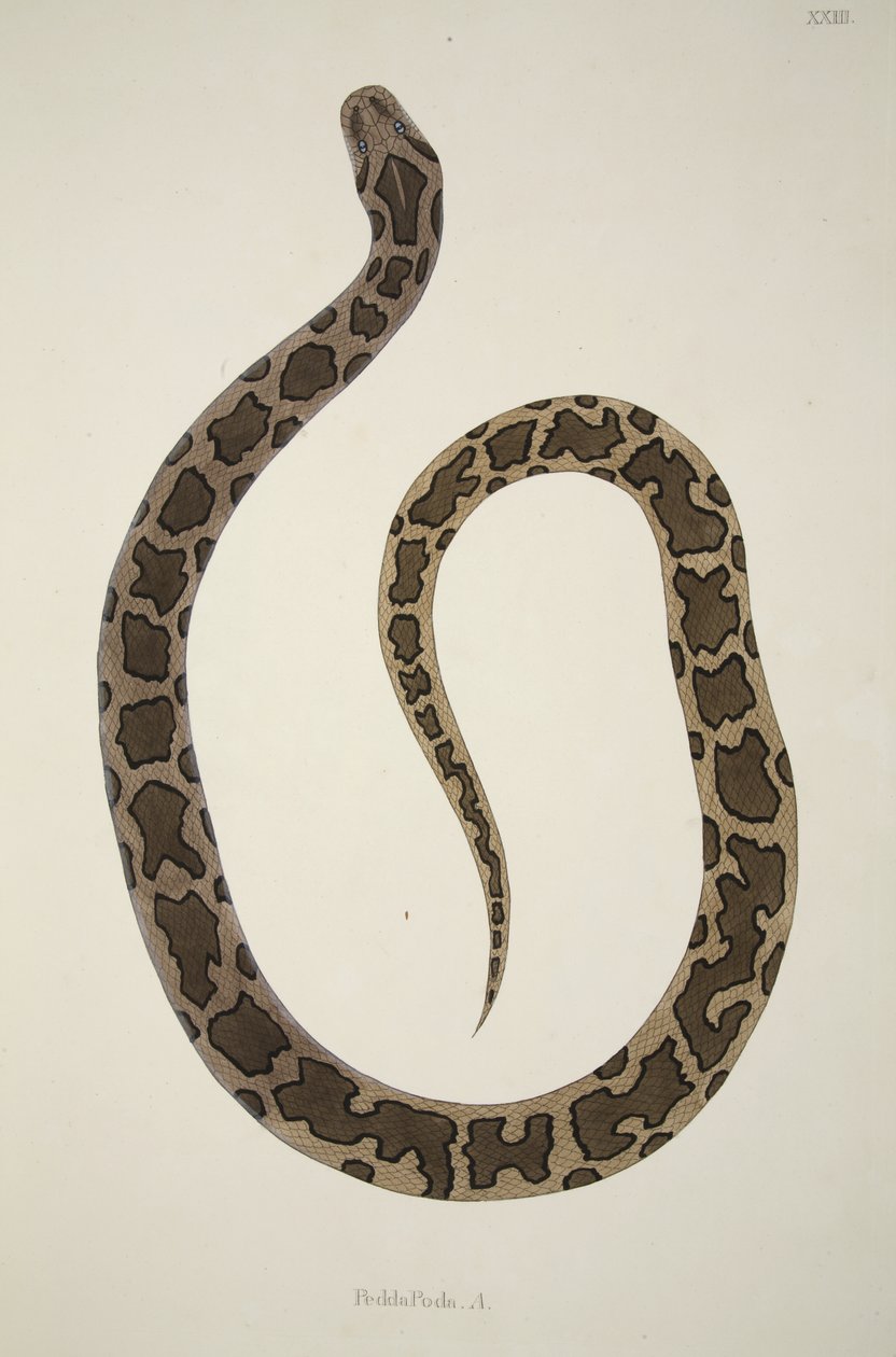 Pedda Poda. A., a Coromandel parton gyűjtött indiai kígyókról szóló beszámolóból, pub. 1796 (kézzel színezett metszet) alkotó: William Skelton