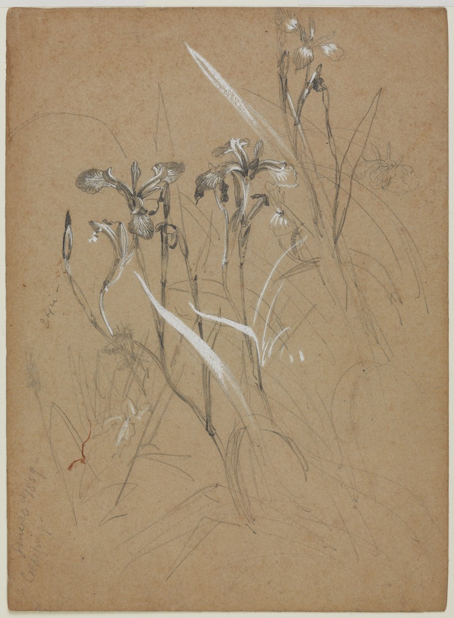 Növénytanulmány, 1859. június 30. (grafit és kínai fehér sárgásbarna papíron) alkotó: William Trost Richards