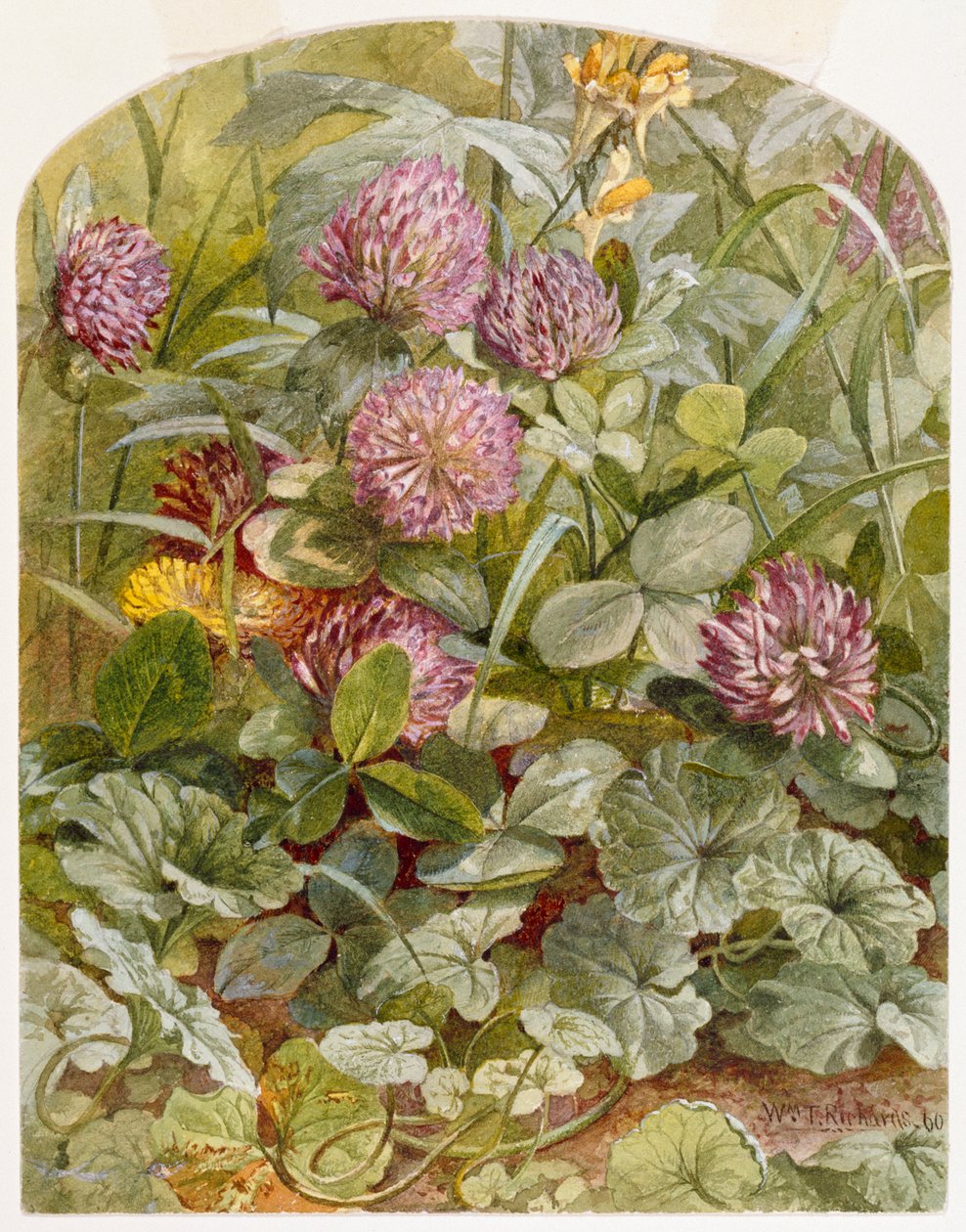 Vörös lóhere vajjal és tojással és őrölt borostyánnal, 1860 (ceruza és WC papíron) alkotó: William Trost Richards