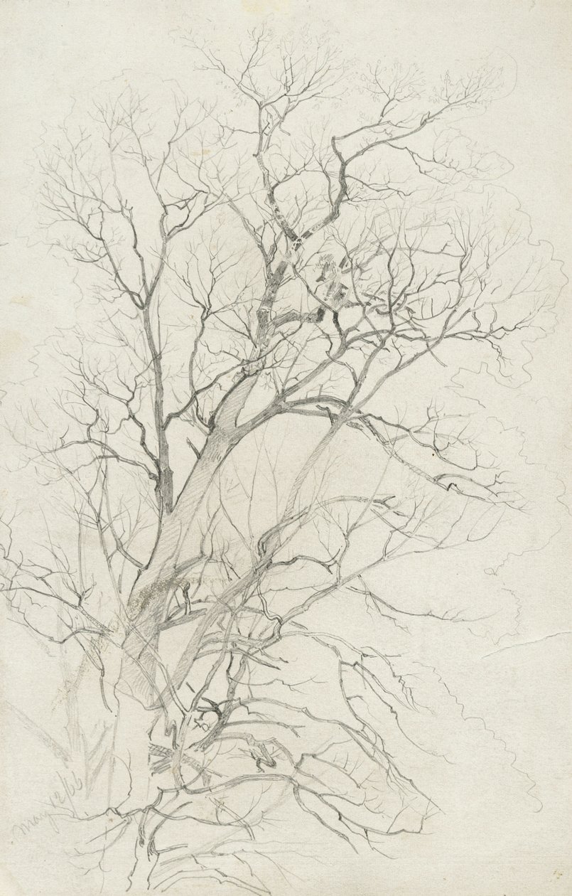 Fa, 1866 (grafit szürke szőtt papíron) alkotó: William Trost Richards