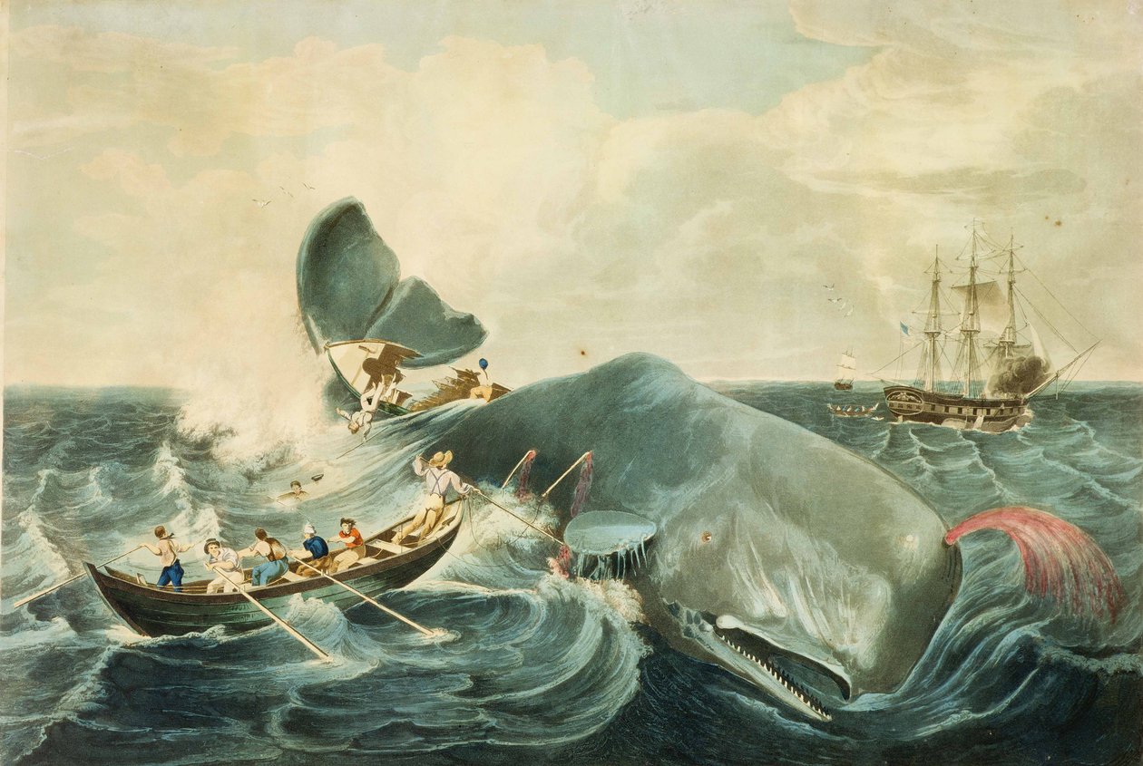 Spermabálna befogása, J. Hill metszete, megjelent 1835-ben (színes akvatinta) alkotó: William (after) Page