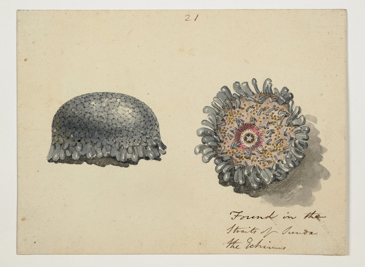 WD 961 f.21 alkotó: William Alexander