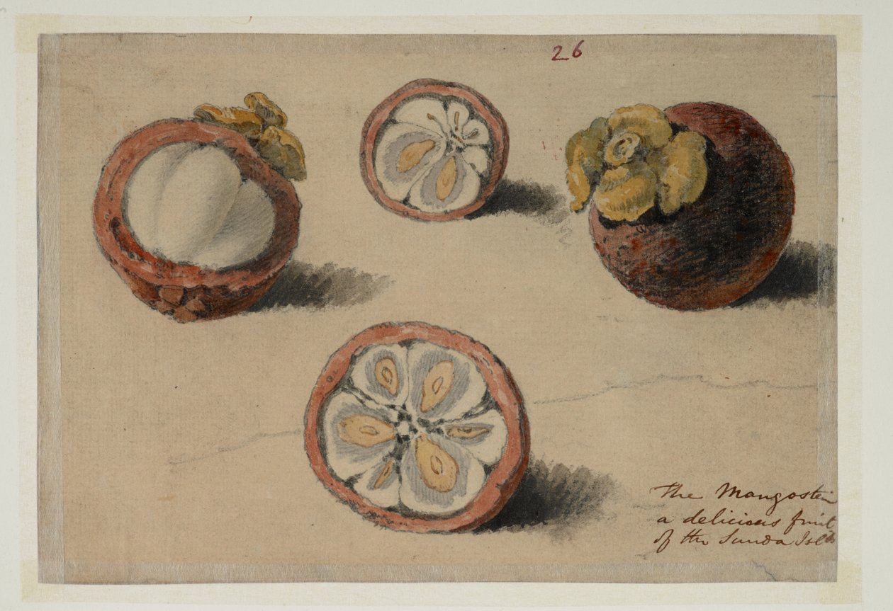 WD 961 f.26 alkotó: William Alexander