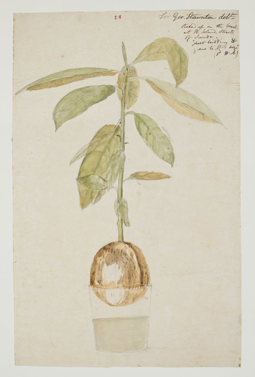 WD 961 f.28 alkotó: William Alexander
