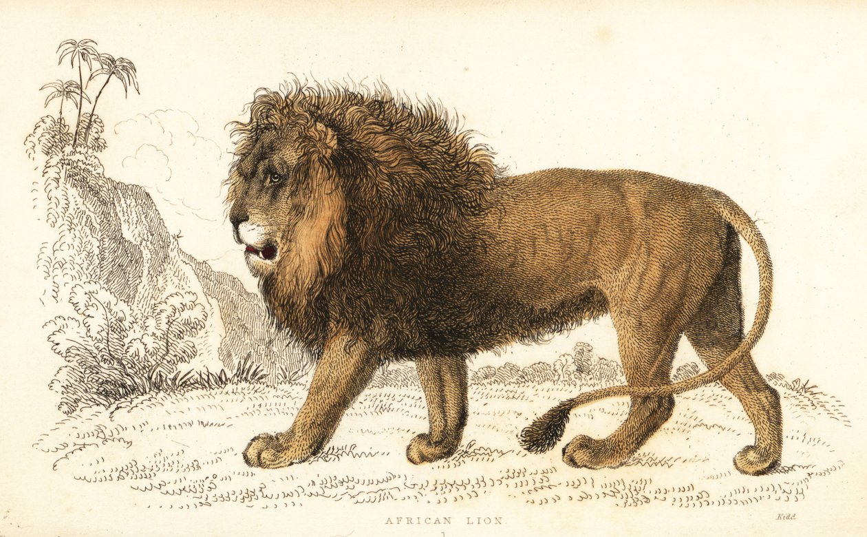 afrikai oroszlán, Panthera leo. Sebezhető. ,1834 (metszet) alkotó: William Alexander Forbes