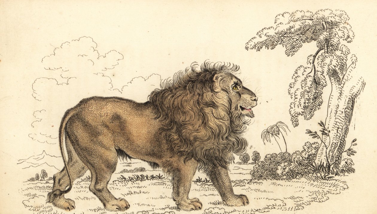 Ázsiai oroszlán, veszélyeztetett, Panthera leo leo. ,1834 (metszet) alkotó: William Alexander Forbes