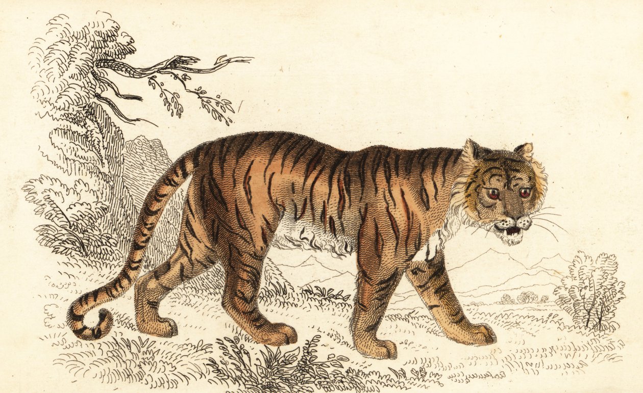 Bengáli tigris, Panthera tigris tigris.,1834 (metszet) alkotó: William Alexander Forbes