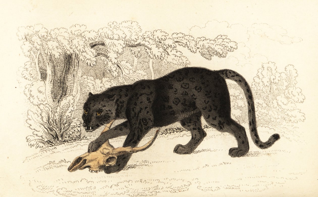 Fekete jaguár, Fanthera pardus., 1834 (metszet) alkotó: William Alexander Forbes