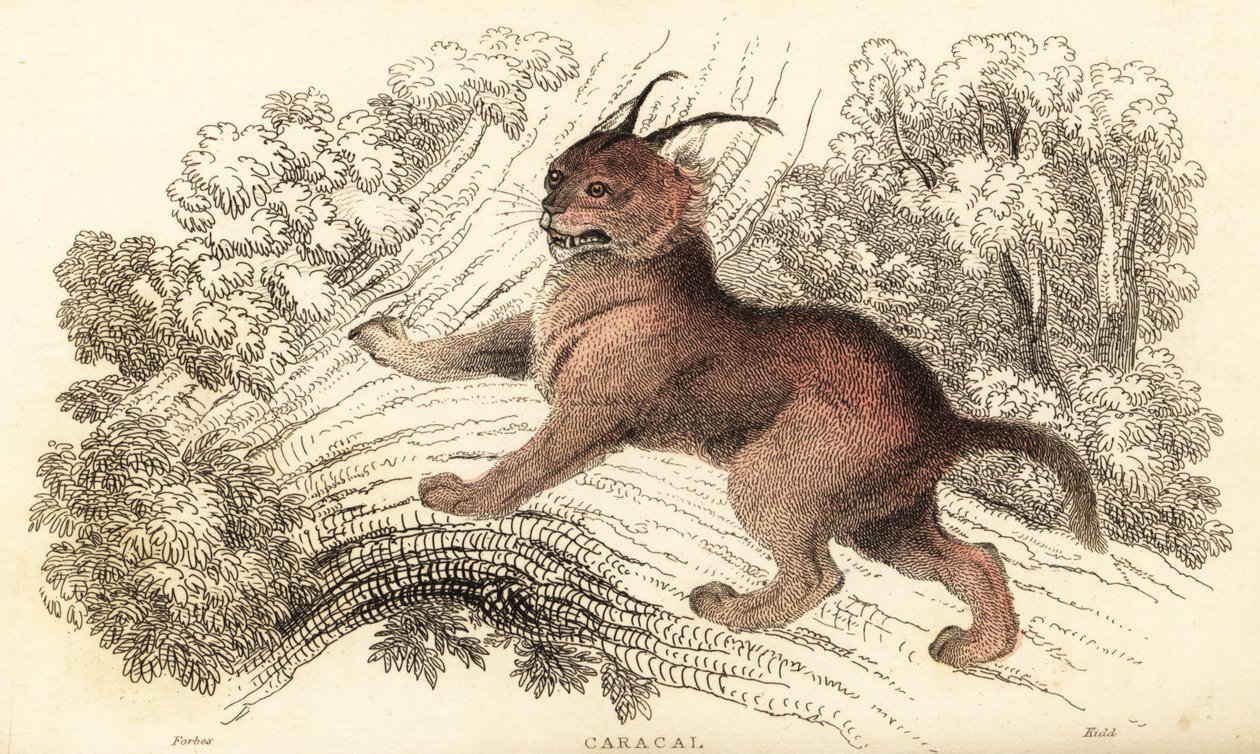 Caracal, Caracal Caracal., 1834 (metszet) alkotó: William Alexander Forbes
