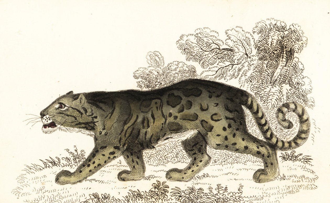 Felhős leopárd, Neofelis nebulosa., 1834 (metszet) alkotó: William Alexander Forbes