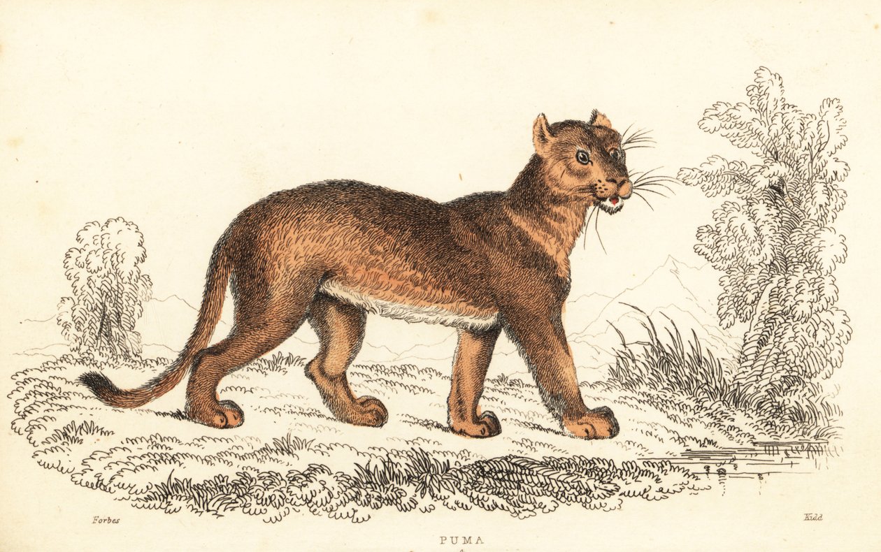 Cougar, Puma concolor., 1834 (metszet) alkotó: William Alexander Forbes