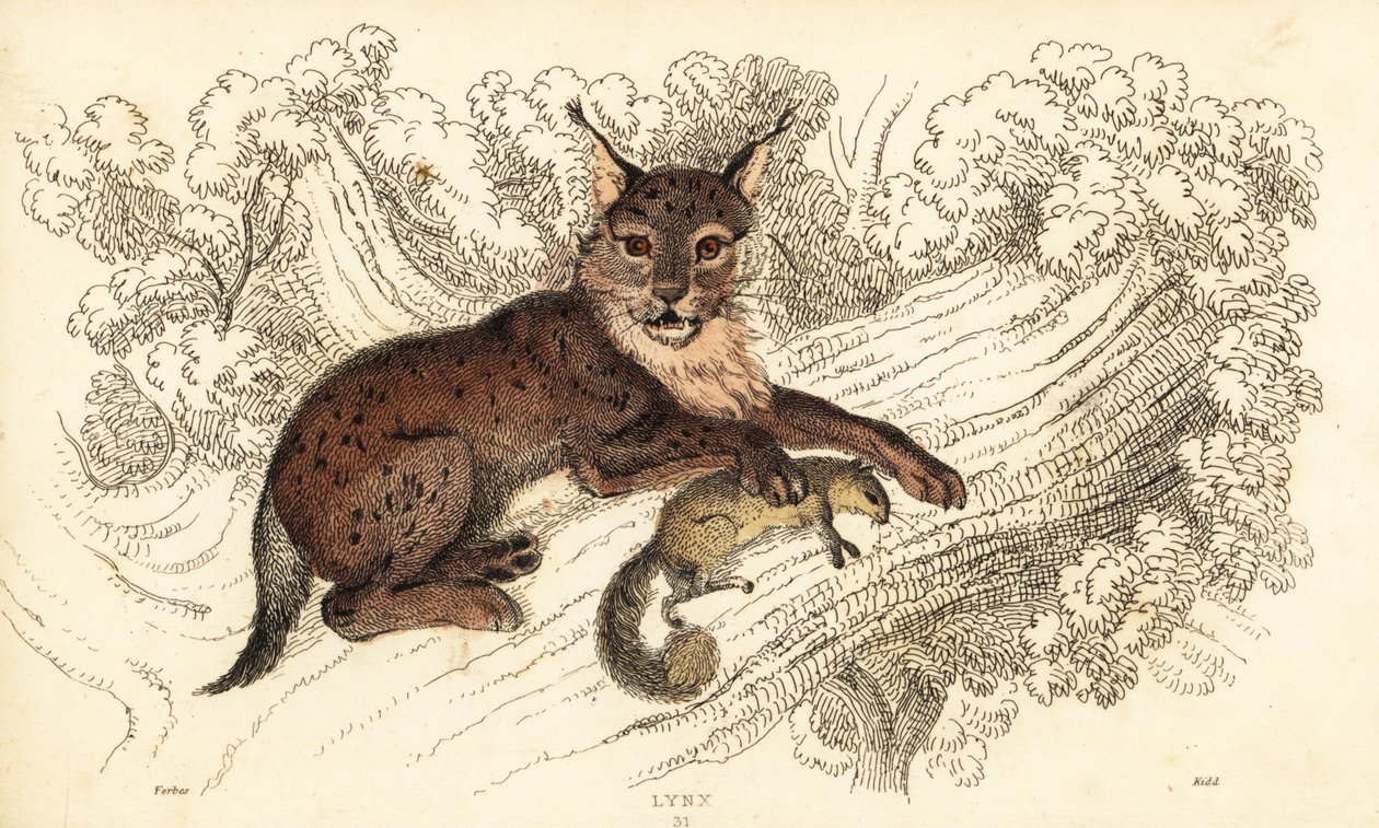 Eurázsiai hiúz, Lynx lynx.,1834 (metszet) alkotó: William Alexander Forbes