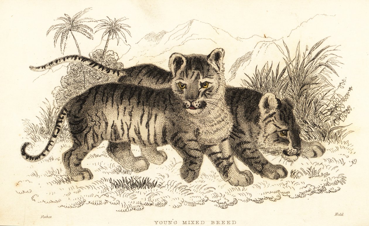 Hibrid oroszlán és tigris kölykök. ,1834 (metszet) alkotó: William Alexander Forbes