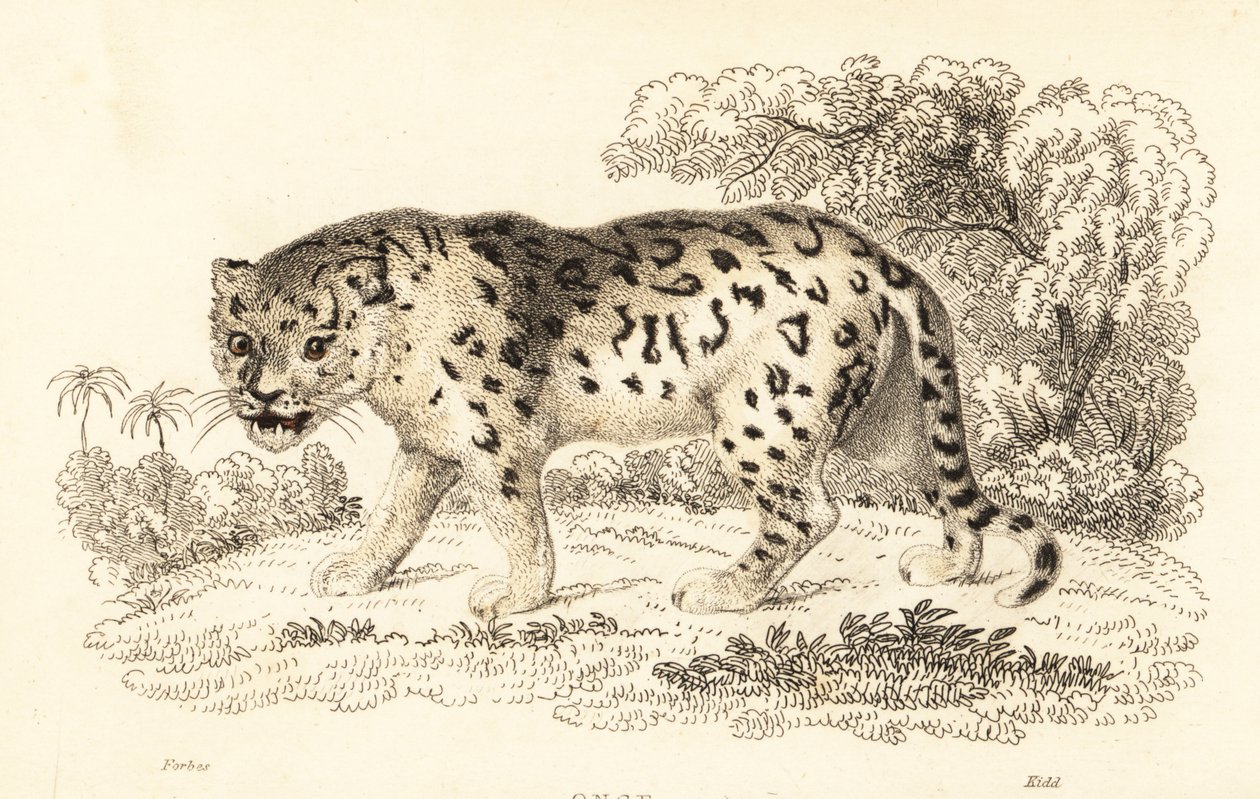 Jaguar, Panthera onca., 1834 (metszet) alkotó: William Alexander Forbes