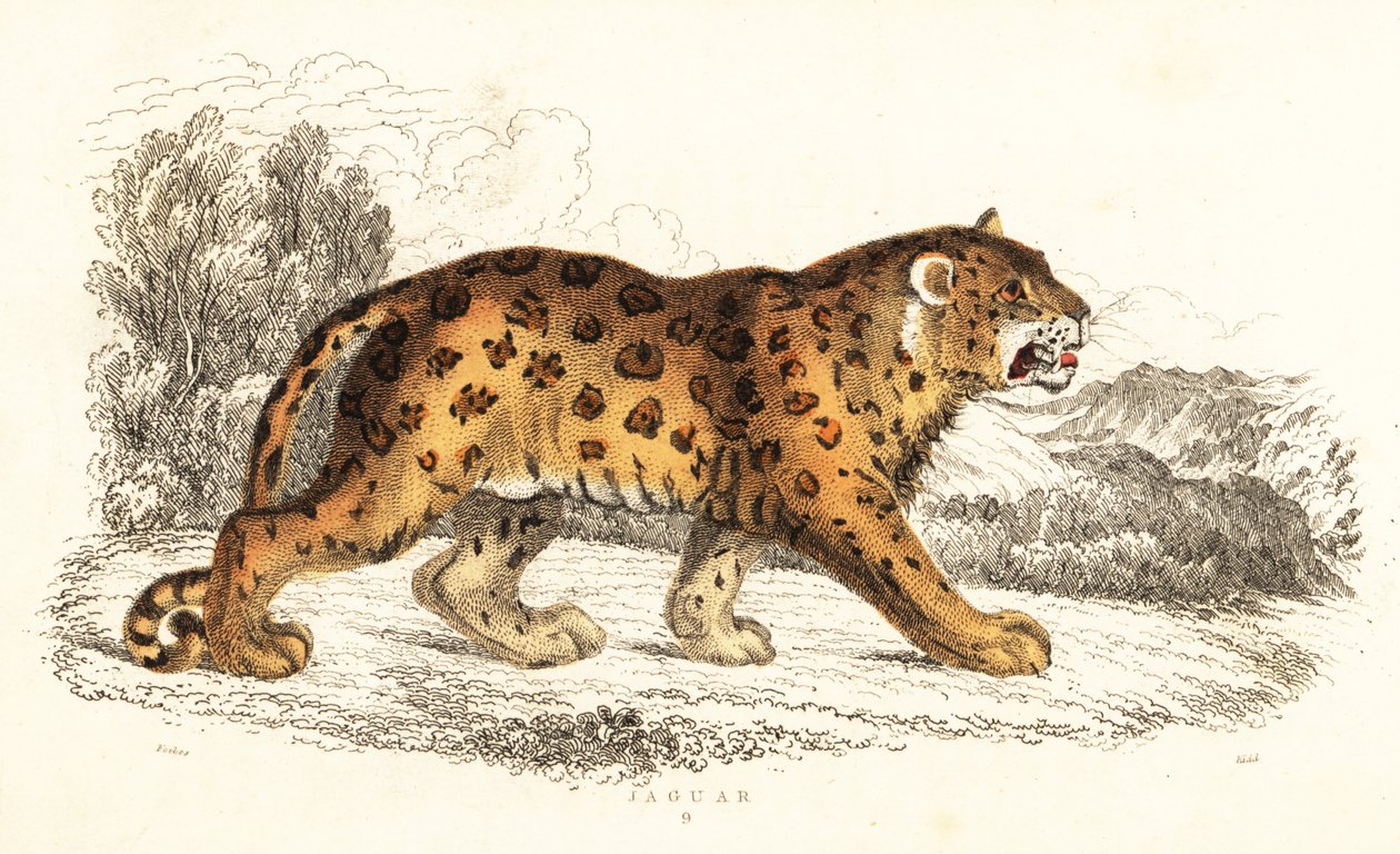 Jaguar, Panthera onca., 1834 (metszet) alkotó: William Alexander Forbes