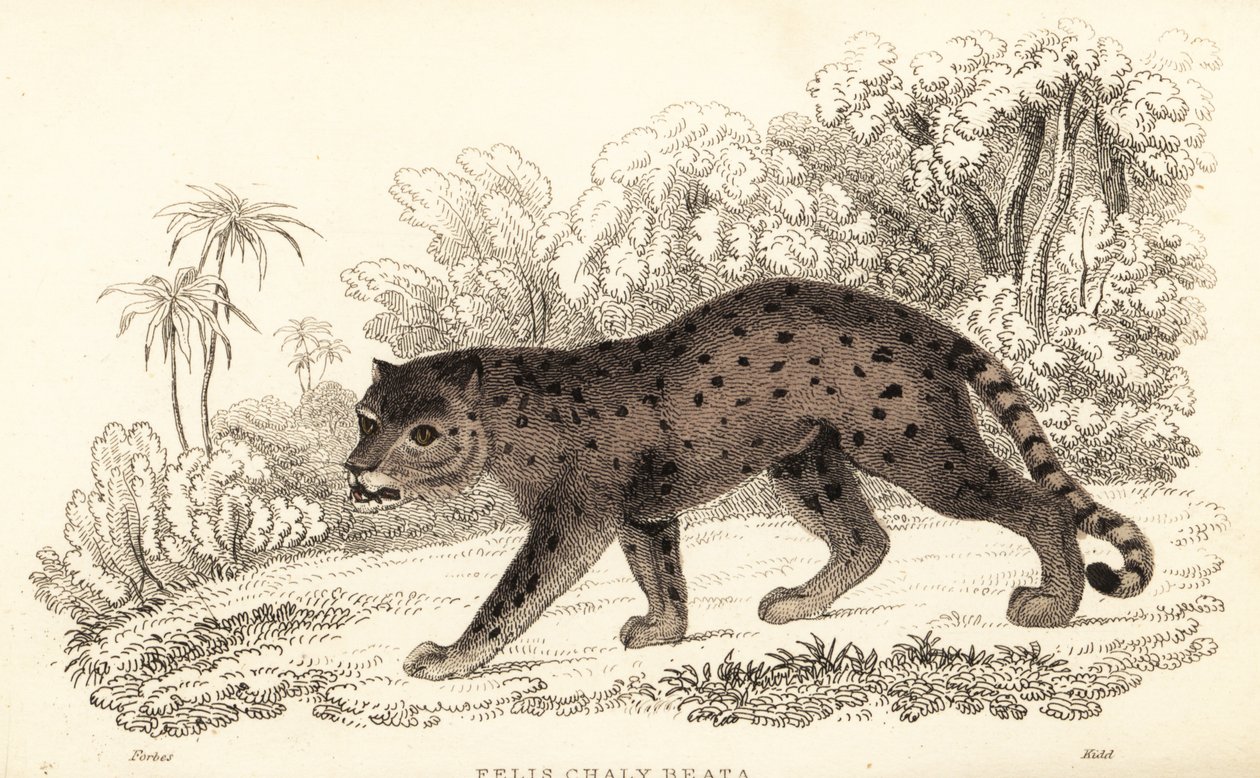 Jaguarandi, a puma tisztelete, 1834 (Ngaraving) alkotó: William Alexander Forbes