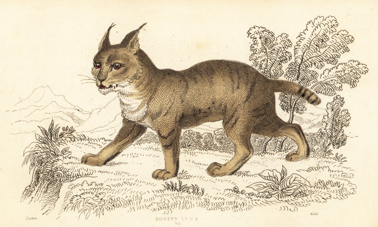 Dzsungel macska, Felis chaus. ,1834 (metszet) alkotó: William Alexander Forbes