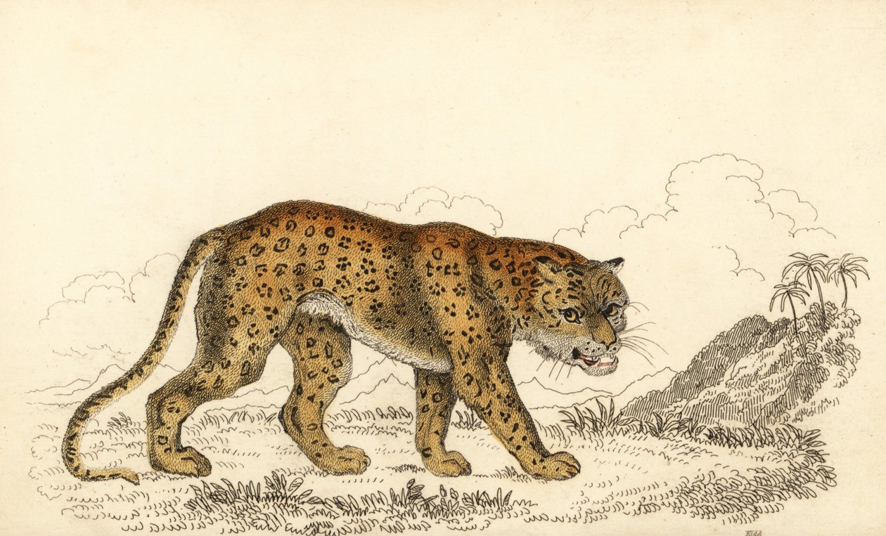 Leopárd, Panthera pardus, sebezhető.,1834 (metszet) alkotó: William Alexander Forbes